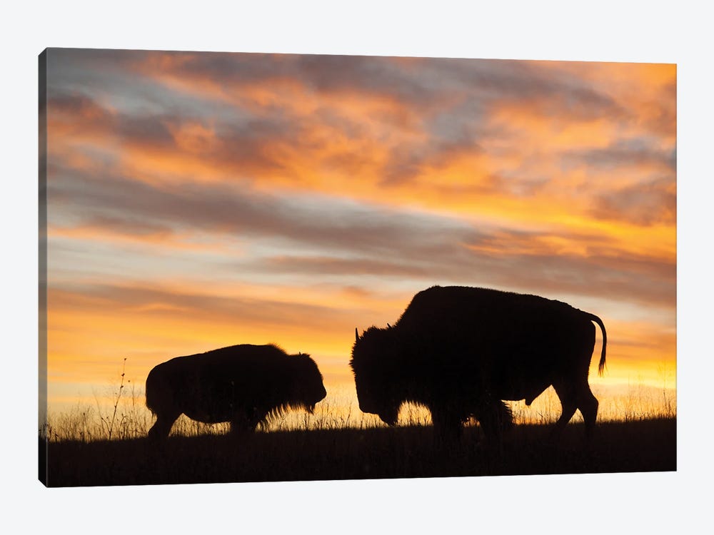 A Silhouette Of A Two Bison At Sunset Near Valentine, Nebraska by Joel Sartore 1-piece Canvas Art