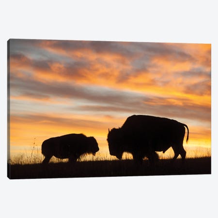 A Silhouette Of A Two Bison At Sunset Near Valentine, Nebraska Canvas Print #SRR170} by Joel Sartore Canvas Wall Art