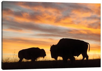 A Silhouette Of A Two Bison At Sunset Near Valentine, Nebraska Canvas Art Print - Bison & Buffalo Art