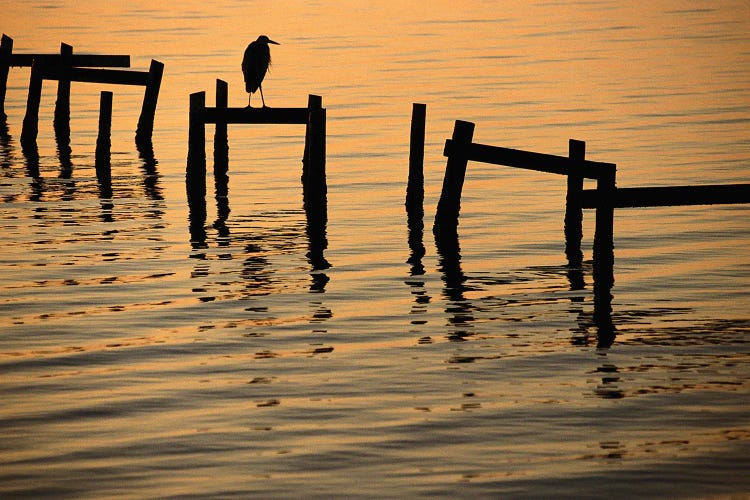 A Silhouetted Heron Perches On The Pilings Of An Old Dock