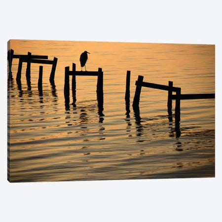 A Silhouetted Heron Perches On The Pilings Of An Old Dock Canvas Print #SRR171} by Joel Sartore Canvas Artwork