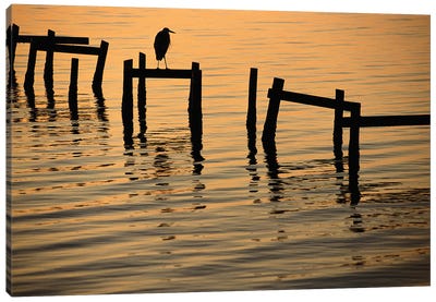 A Silhouetted Heron Perches On The Pilings Of An Old Dock Canvas Art Print - Heron Art