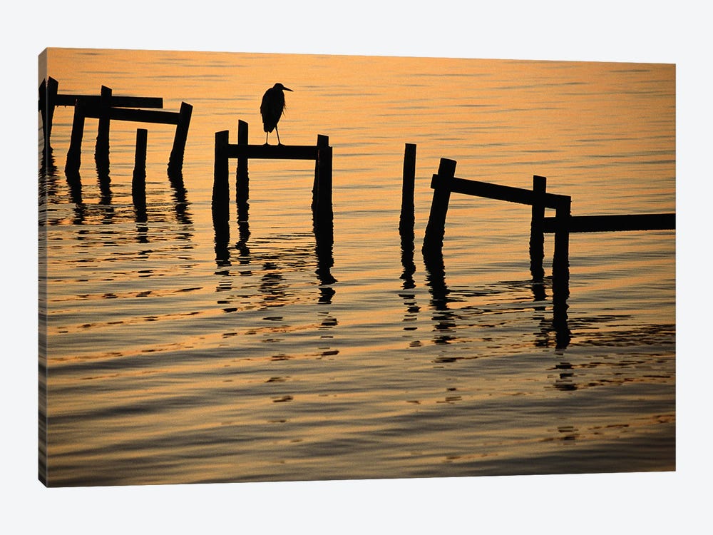 A Silhouetted Heron Perches On The Pilings Of An Old Dock by Joel Sartore 1-piece Art Print