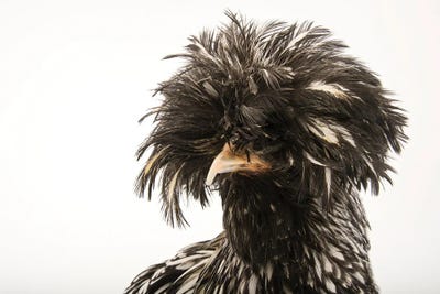 A Silver Crested Polish Chicken At The Knoxville Zoo by Joel Sartore acrylic art print