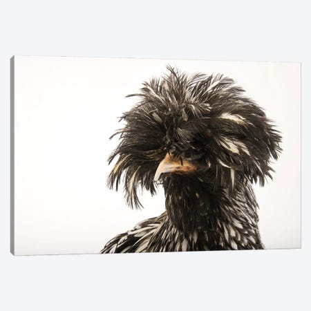 A Silver Crested Polish Chicken At The Knoxville Zoo Canvas Print #SRR172} by Joel Sartore Canvas Artwork