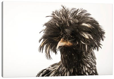 A Silver Crested Polish Chicken At The Knoxville Zoo Canvas Art Print