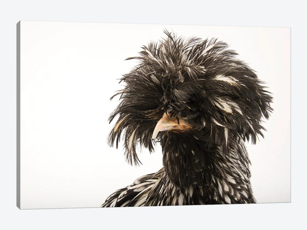 A Silver Crested Polish Chicken At The Knoxville Zoo by Joel Sartore 1-piece Canvas Wall Art