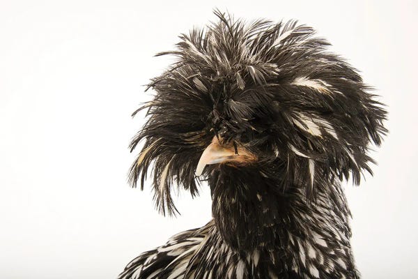 Joel Sartore: A Silver Crested Polish Chicken At The Knoxville Zoo by Joel Sartore