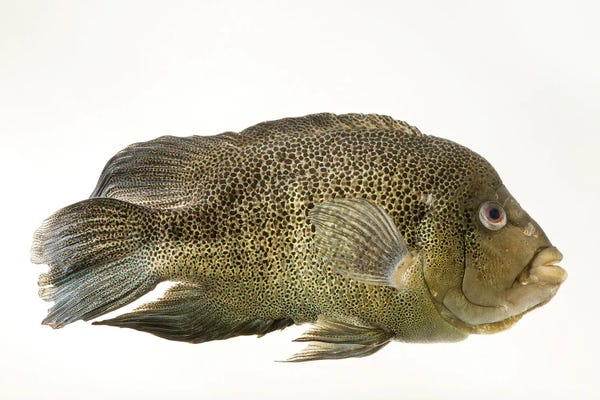 Joel Sartore: A Sinaloan Cichlid At The Arizona Sonora Desert Museum by Joel Sartore