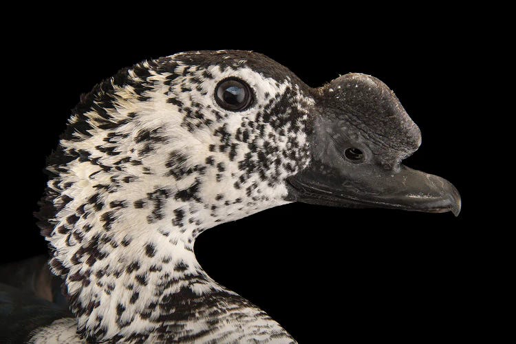 A South-American Comb Duck At Sylvan Heights Bird Park