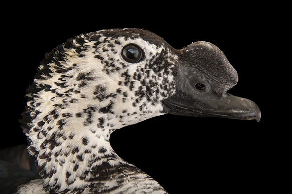 Joel Sartore: A South-American Comb Duck At Sylvan Heights Bird Park by Joel Sartore