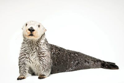 A Southern Sea Otter Named Brook I, At The Aquarium Of The Pacific by Joel Sartore framed canvas print