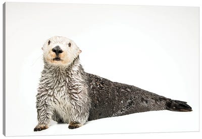 A Southern Sea Otter Named Brook, At The Aquarium Of The Pacific I Canvas Art Print - Otter Art