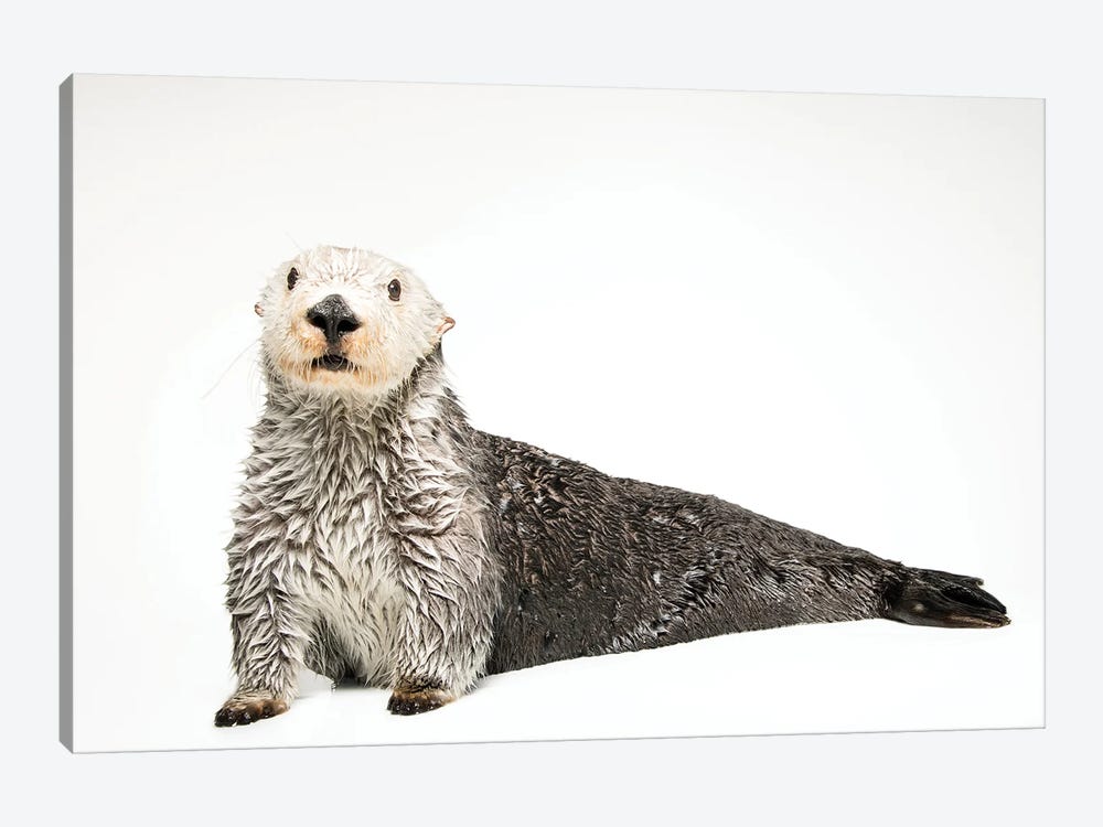 A Southern Sea Otter Named Brook, At The Aquarium Of The Pacific I by Joel Sartore 1-piece Art Print