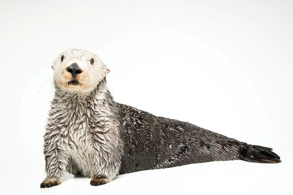 Otters: A Southern Sea Otter Named Brook I, At The Aquarium Of The Pacific by Joel Sartore