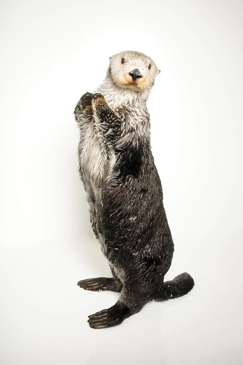 A Southern Sea Otter Named Brook II, At The Aquarium Of The Pacific