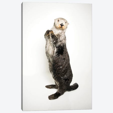 A Southern Sea Otter Named Brook, At The Aquarium Of The Pacific II Canvas Print #SRR176} by Joel Sartore Canvas Print
