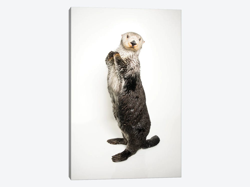 A Southern Sea Otter Named Brook, At The Aquarium Of The Pacific II by Joel Sartore 1-piece Canvas Wall Art