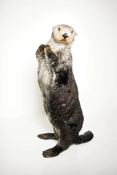A Southern Sea Otter Named Brook II, At The Aquarium Of The Pacific