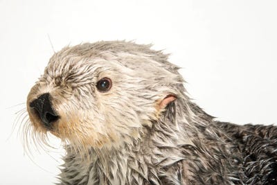A Southern Sea Otter Named Brook III, At The Aquarium Of The Pacific by Joel Sartore framed canvas print