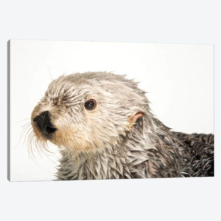 A Southern Sea Otter Named Brook, At The Aquarium Of The Pacific III Canvas Print #SRR177} by Joel Sartore Canvas Art Print