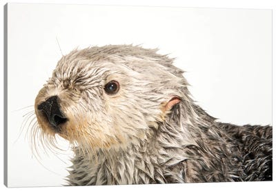 A Southern Sea Otter Named Brook, At The Aquarium Of The Pacific III Canvas Art Print - Otter Art