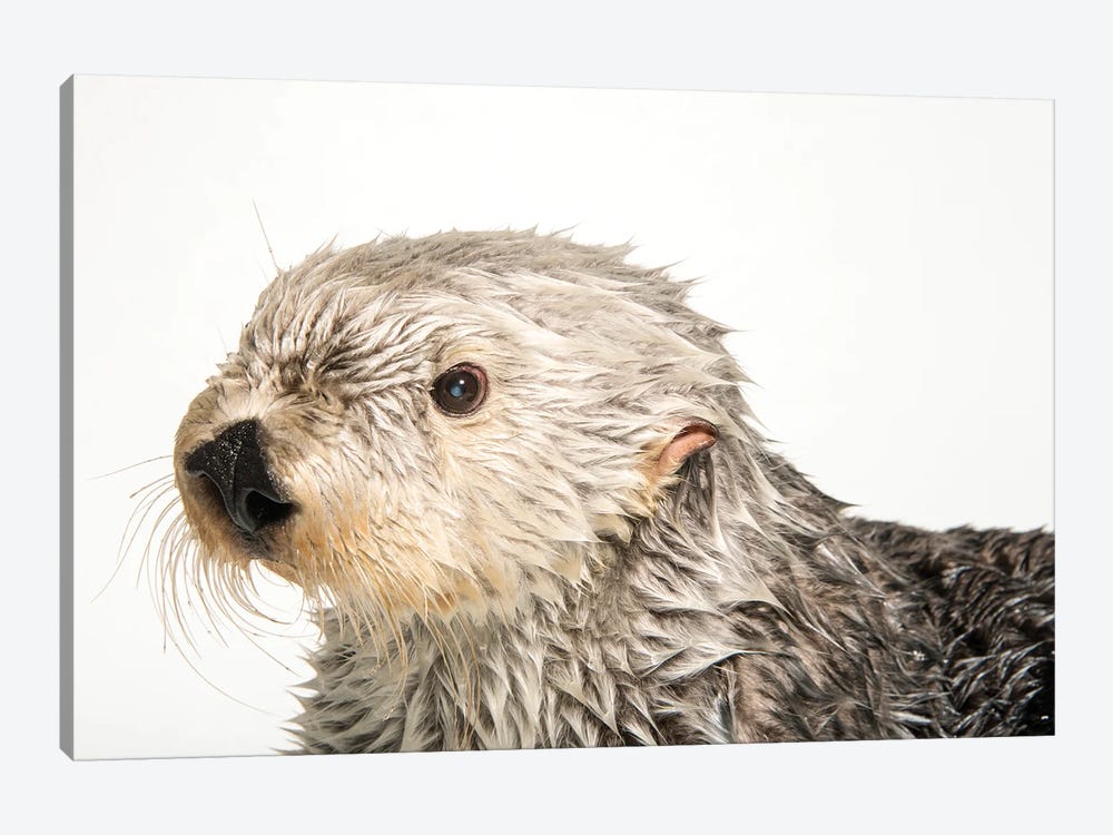 A Southern Sea Otter Named Brook, At The Aquarium Of The Pacific III by Joel Sartore 1-piece Art Print