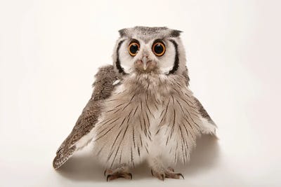 A Southern White-Faced Owl At The Houston Zoo by Joel Sartore art print
