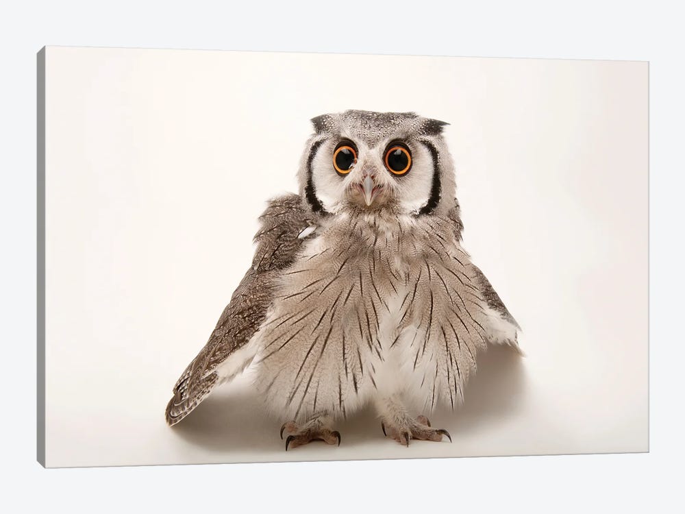 A Southern White-Faced Owl At The Houston Zoo by Joel Sartore 1-piece Canvas Art