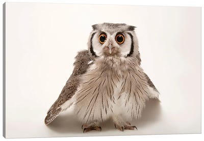 A Southern White-Faced Owl At The Houston Zoo Canvas Art Print - Joel Sartore