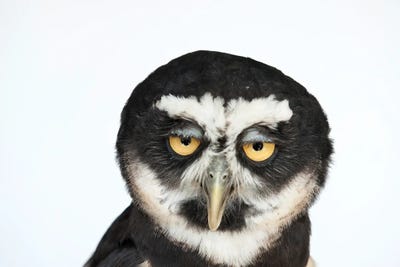 A Spectacled Owl by Joel Sartore framed canvas print