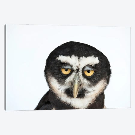A Spectacled Owl Canvas Print #SRR179} by Joel Sartore Canvas Wall Art