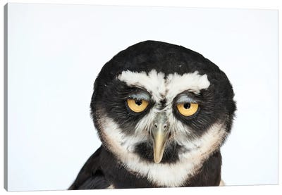 A Spectacled Owl Canvas Art Print - Photogenic Animals