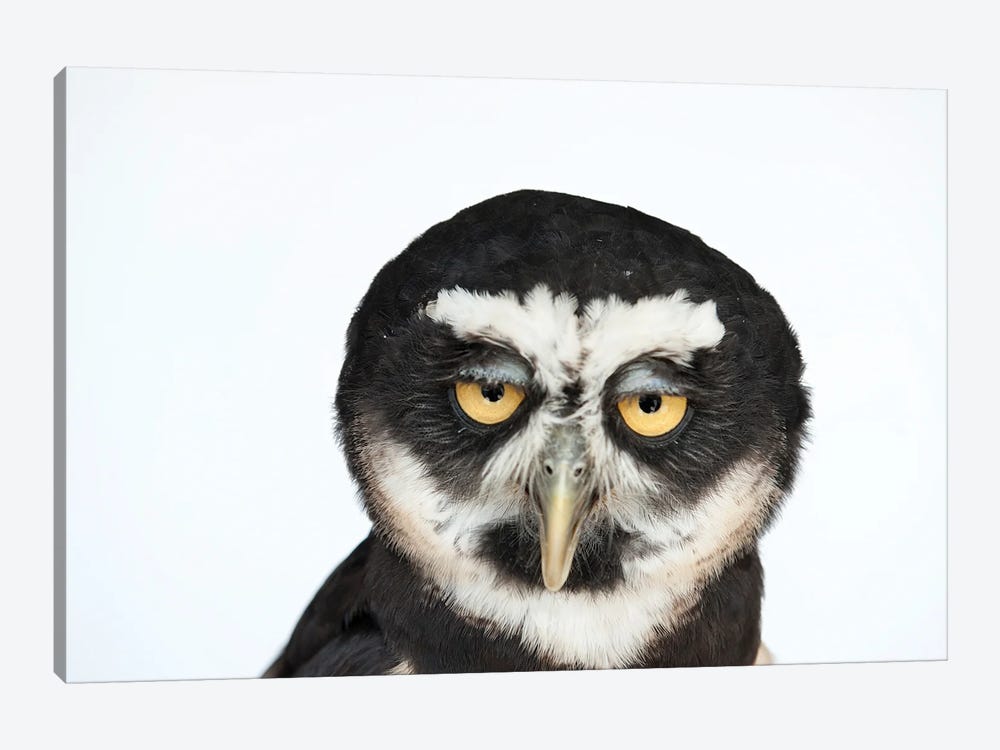 A Spectacled Owl by Joel Sartore 1-piece Canvas Print