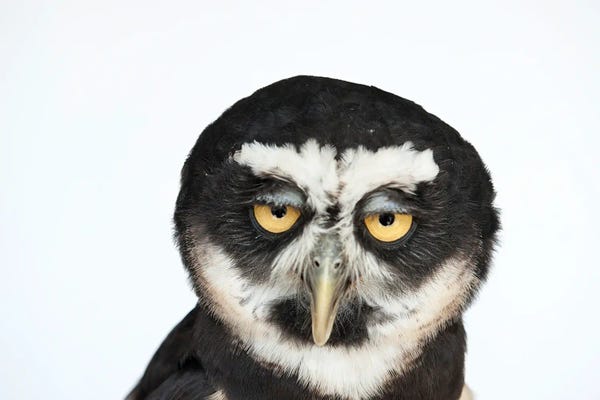 Joel Sartore: A Spectacled Owl by Joel Sartore