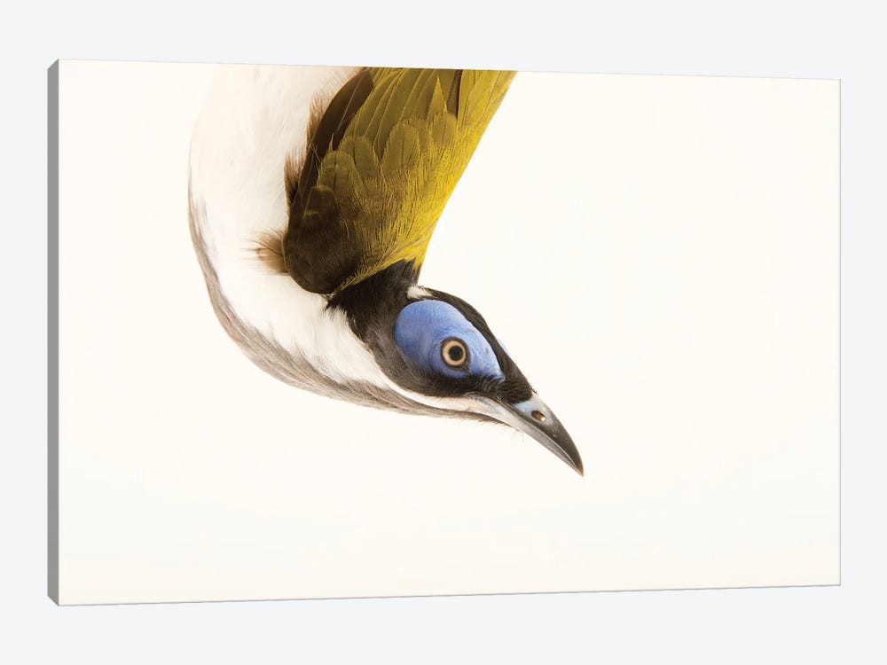 A Blue Faced Honeyeater At The Plzen Zoo by Joel Sartore 1-piece Canvas Artwork