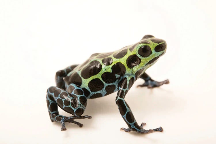 A Splash-Back Poison Frog At The Houston Zoo