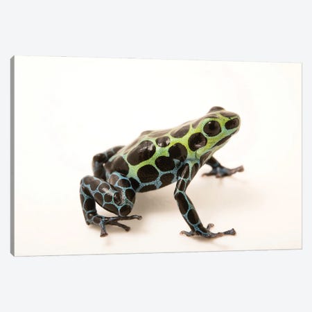 A Splash-Back Poison Frog At The Houston Zoo Canvas Print #SRR180} by Joel Sartore Canvas Art Print
