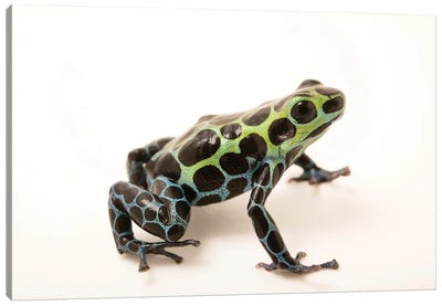 A Splash-Back Poison Frog At The Houston Zoo Canvas Art Print - Joel Sartore