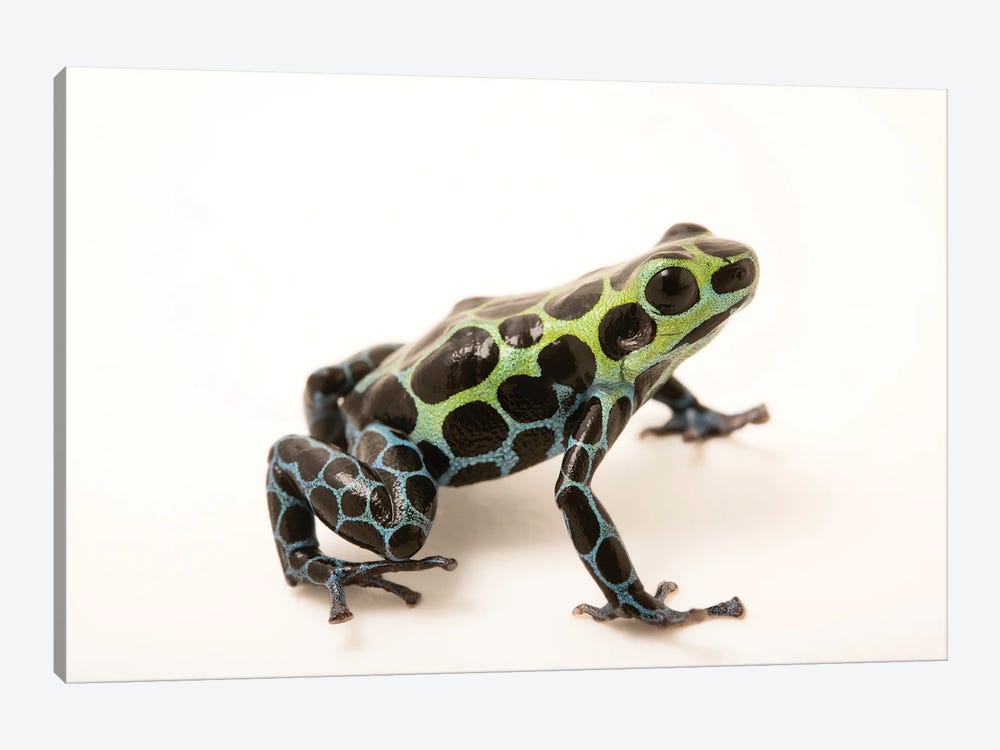 A Splash-Back Poison Frog At The Houston Zoo by Joel Sartore 1-piece Canvas Art Print