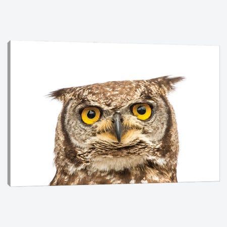 A Spotted Eagle Owl From Plzen Zoo In The Czech Republic Canvas Print #SRR181} by Joel Sartore Canvas Art Print