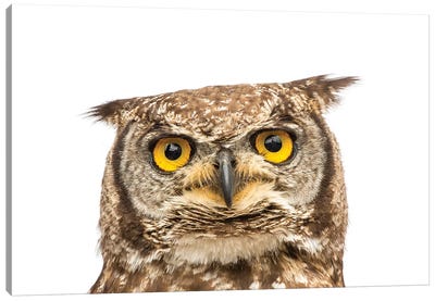 A Spotted Eagle Owl From Plzen Zoo In The Czech Republic Canvas Art Print - Joel Sartore