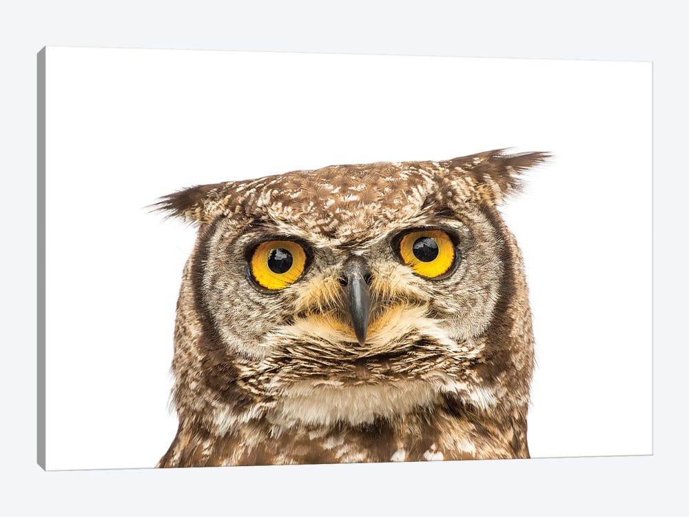 A Spotted Eagle Owl From Plzen Zoo In The Czech Republic by Joel Sartore 1-piece Canvas Artwork