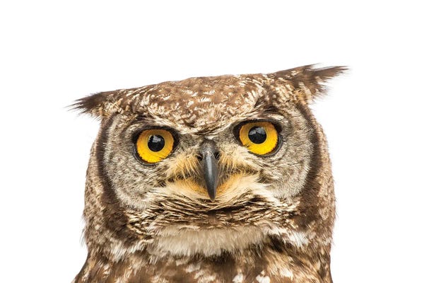 Joel Sartore: A Spotted Eagle Owl From Plzen Zoo In The Czech Republic by Joel Sartore