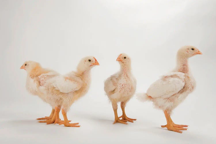 A Studio Portrait Of A Brood Of Cornish Chicks