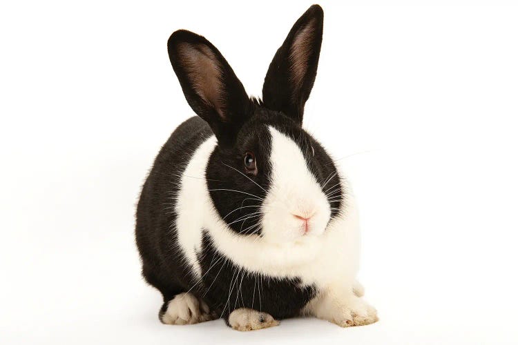 A Studio Portrait Of A Domestic Rabbit