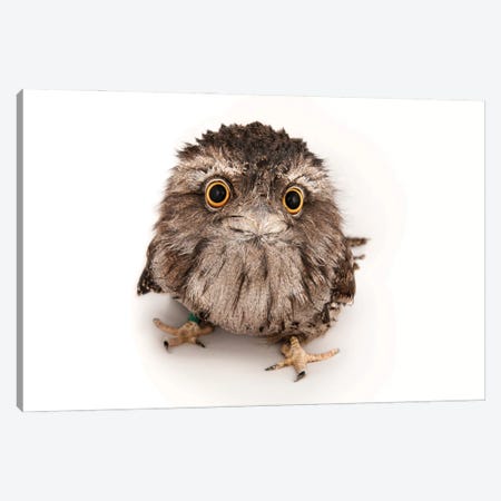 A Tawny Frogmouth At The Fort Worth Zoo Canvas Print #SRR187} by Joel Sartore Canvas Artwork