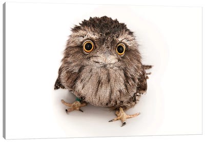 A Tawny Frogmouth At The Fort Worth Zoo Canvas Art Print - Joel Sartore