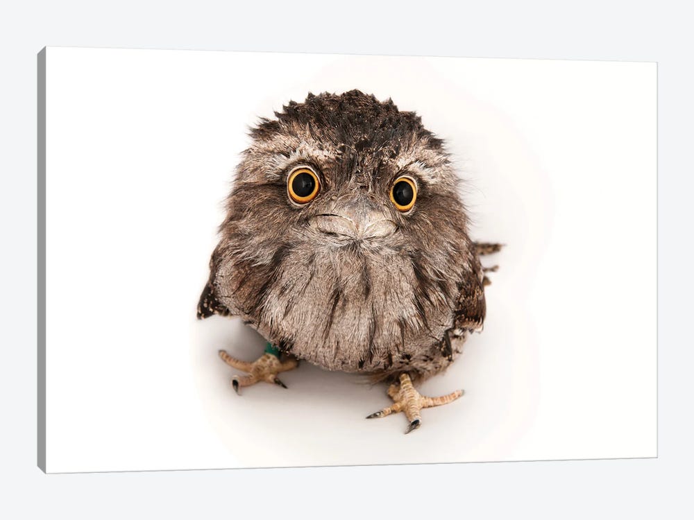 A Tawny Frogmouth At The Fort Worth Zoo by Joel Sartore 1-piece Canvas Wall Art