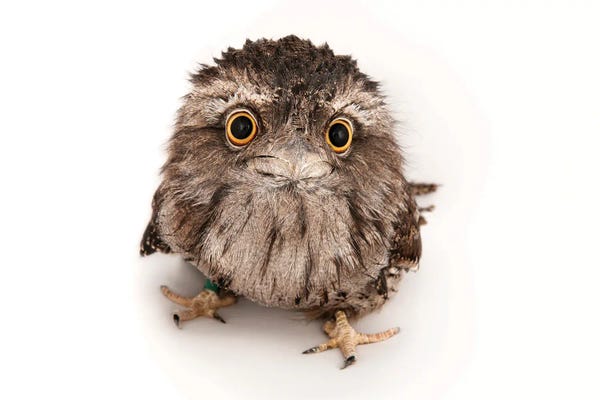 Minimalist Wildlife Photography: A Tawny Frogmouth At The Fort Worth Zoo by Joel Sartore
